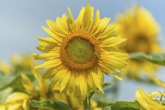 Sunflower flowers in a cultivated field in the french campaing