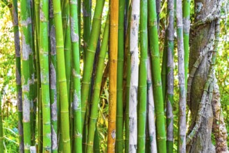 Green yellow bamboo trees in tropical forest of Luang Prabang Laos