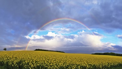 Panorama, rainbow over a rape field