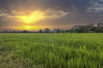 Beautiful green rice paddies in the evening at sunset. Beautiful natural landscape with fields, Sri