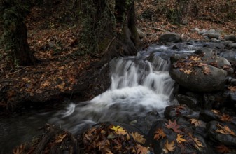 River flowing with maple leaves on the rocks on the riverside in Autumn. Millomery waterfall
