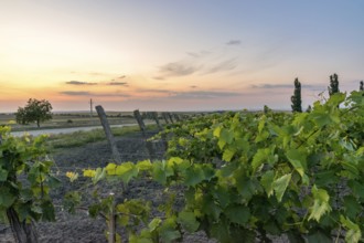 Beautiful Vineyard rows at sunset with trees in the background in Europe. Vineyards at sunset with