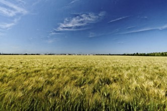 View over a summer cornfield to a new housing estate on the horizon near Cologne
