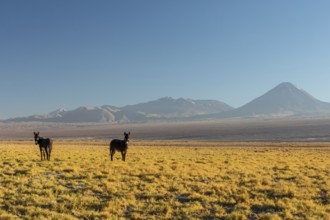 Atacama desert, Chile, Andes, South America. Beautiful view and landscape