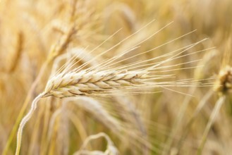 Golden ears of wheat on the field