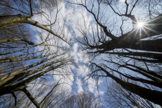 Details, Primeval forest Urwald Sababurg, Hofgeismar, Weser Uplands, Weserbergland, Hesse, Germany
