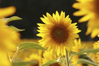 Sunflower, Helianthus annuus in the field at sunset