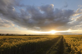 Dirt road through rapeseed field under dark clouds during sunset, Poland