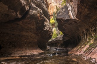 Magnificent Subway gorge landmark in the Zion National Park in Utah, USA