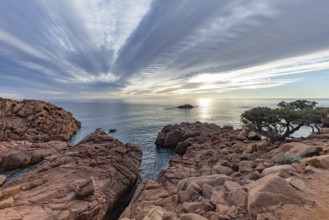 Coastal landscape with bizarre, red rocks and weathered, gnarled trees at sunset over the sea,