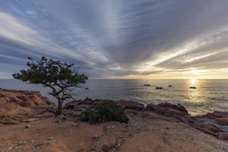 Coastal landscape with bizarre, red rocks and weathered, gnarled trees at sunset over the sea,