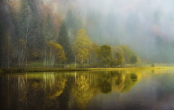 Mystical autumn landscape with misty lake and trees reflecting in the water, Feldsee, Black Forest,