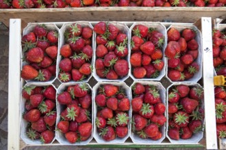 Strawberries at a market stall, Hanover, Lower Saxony, Germany, Europe, Erdbeeren an einem