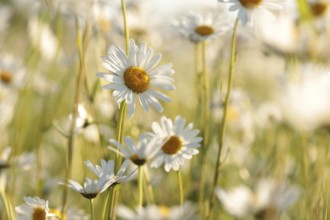 Daisies on a spring meadow at dawn