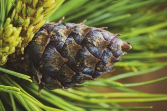 Cone with nut of dwarf stone pine (Pinus Pumila) . Close-up floral background, Christmas mood.