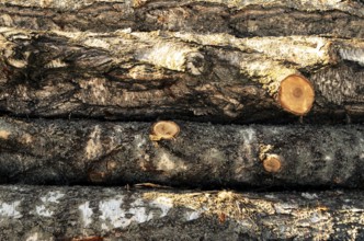 Stack of wood felled birch logs, horizontal