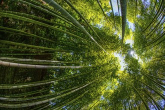 The sun peek from bamboo grove. Shooting Location: Kamakura, Kanagawa Prefecture