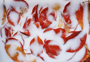 White liquid almost completely covers the red leaves lying in it.