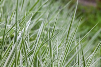 Ornamental grass, Leoben, Styria, Austria