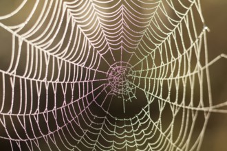 Close up view of the strings of a spiders web with bokeh. Gold spider web of lines that are crossed