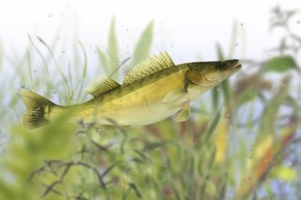 Pisces 38