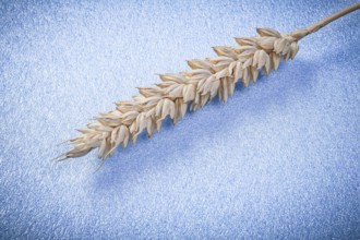 Wheat ear on blue background close up view