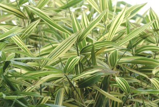 Japanese false dwarf bamboo (Pseudosasa japonica 'Akebonosuji'), Rhodo 2014, Lower Saxony, Germany