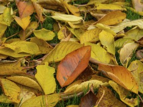 Autumn leaves on a green lawn, Braunschweig, Lower Saxony, Germany