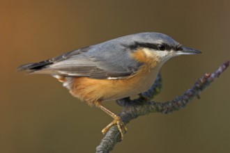 Eurasian nuthatch (Sitta europaea), Sittelle torchepot, Trepador Azul, Battenberg, Tiszaalpár,