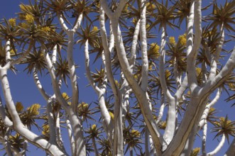 Africa, Namibia, flowering quiver tree (Aloe dichotoma), Namib, Namibia