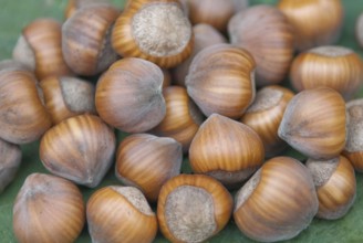 Hazelnut (Corylus 'Gubener Zellernuss'), Laußnitz, 81