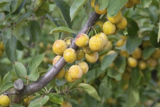 Mirabelle plum (Prunus domestica 'Nancymirabelle'), Bundessortenamt Prüfstelle Marquardt,