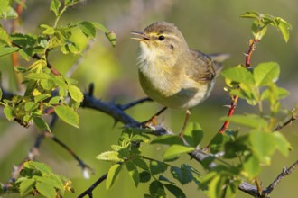 Willow Warbler, Willow Warbler, Phylloscopus trochilus, Pouillot fitis, Mosquitero Musical, Bad