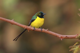 Green-breasted Sunbird, Green-throated Sunbird, (Hedydipna platura), Tendaba camp / Kwinella area,