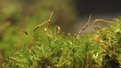 Catherine moss (Atrichum undulatum)