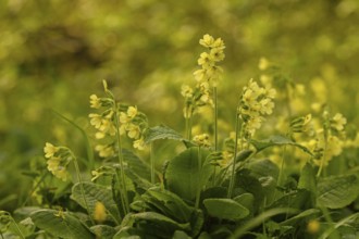 Common cowslip (Primula veris)
