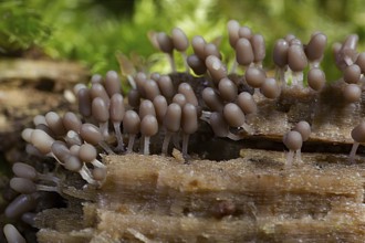 Brick red slime mould (Arcyria denudata)