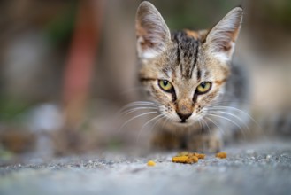 Obdachlose Katze frisst Katzenfutter auf der Straße