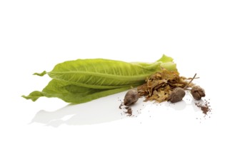 Fresh tobacco leaf with dried leaves and seeds isolated on white background