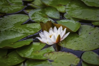 European white water lily (Nymphaea alba), Seeboden, Carinthia, Austria