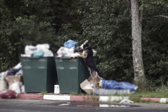 Shepherd dog digging with head in trash can. problem of garbage and animals