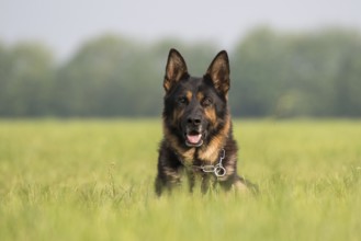 German Shepherd Dog