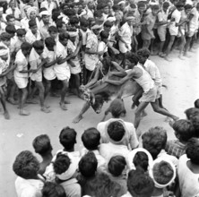 Jallikattu festival, Bull Taming, Madurai, Tamilnadu, India