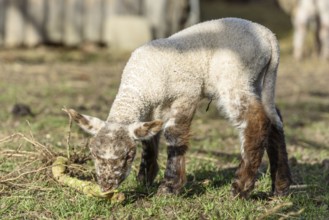 Lamb and sheep in a sheepfold and a pasture in a village in winter