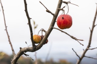 Autumn atmosphere, apples on a tree, St-Andrä-Höch, Sausal wine country, Styria, Austria