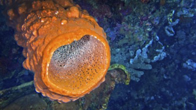 Tube Sponge, Lembeh, North Sulawesi, Indonesia, Asia