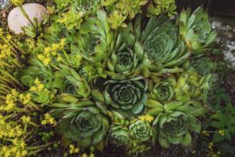 Colorful sempervivum, houseleek varieties sitting close together in the perennial alpine rock