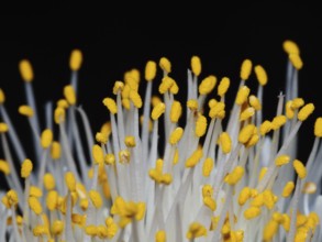 Stamens and anthers of an elephant ear flower