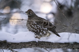 Spruce Grouse in a tree Saskatchewan Canada Winter