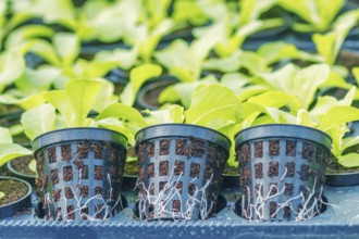 Lettuce Hydroponic farm. Lettuce Sprouts. Green Young Lettuce Plants